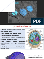 PSİ Biyoloji-Çekirdek