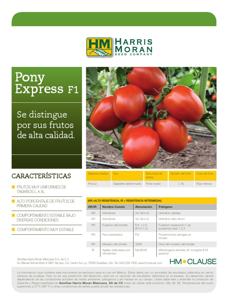 Tomate Pony Express HM Clause PDF Microbiología Plantas
