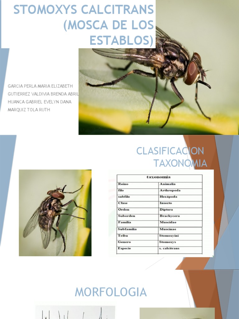 Stomoxys Calcitrans | PDF