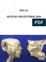 2020 - Peças Anatômicas Do Sistema Digestório