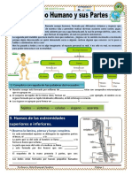 Ficha El Cuerpo Humano y Sus Partes