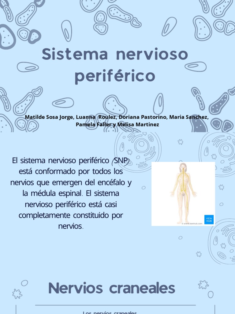 Sistema Nervioso Periférico | PDF | Nervio | Vértigo