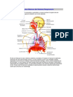 Conceptos Básicos Del Sistema Respiratorio