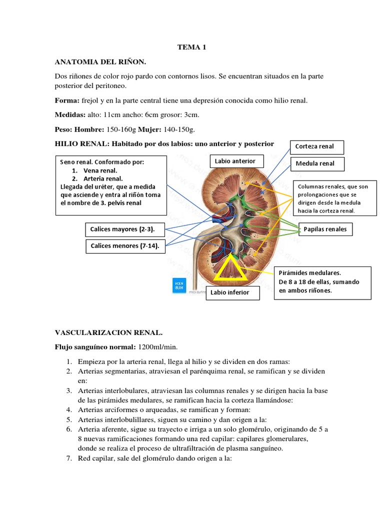 Anatomía y Fisiología Renal | PDF | Riñón | Orina