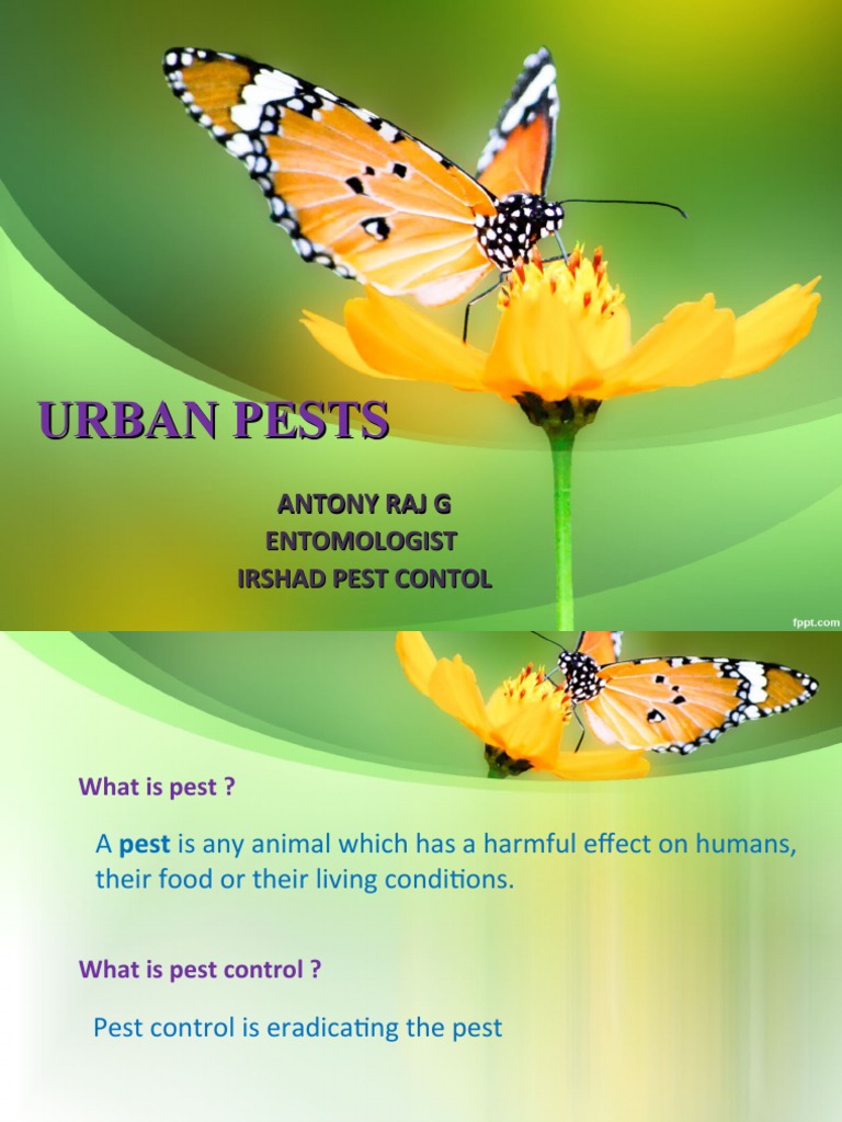 Urban Pest Control Overview | PDF | Insects | Pest (Organism)