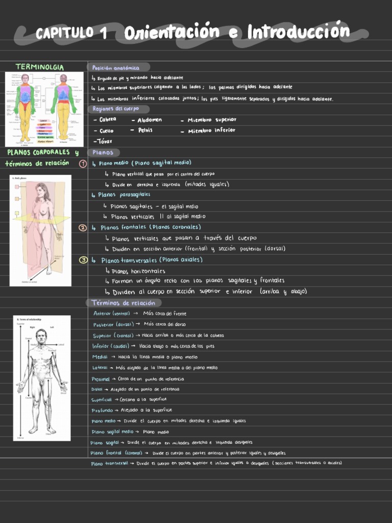 Anatomy Netter | PDF | Epitelio | Citoplasma