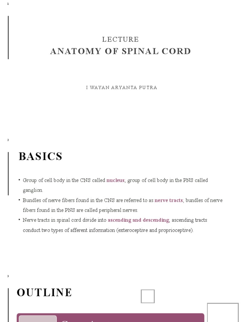 Anatomy of Spinal Cord | PDF | Spinal Cord | Vertebral Column