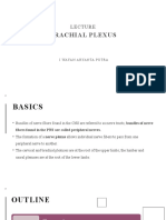 Brachial Plexus