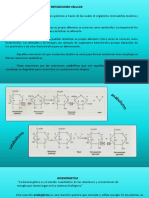 Presentación Metabolismo Celular