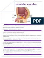 Sistema Reprodutor Masculino