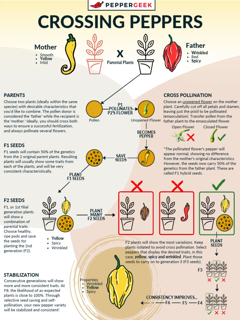 Cross Breeding Peppers Graphic | PDF | Flowers | Pollination