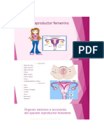 Partes Aparato Reproductor Femenino