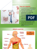 Leccion 2 La Digestion en El Ser Humano