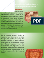 Leccion 4 Proceso Digestivo en Los Intestinos y de Las Glandulas Anexas