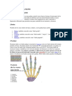 Anatomia de La Mano