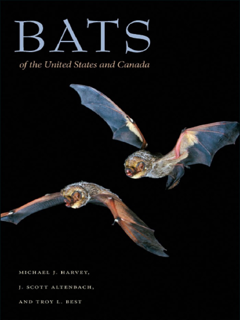 North American Bat Species Overview | PDF | Bat | Mammal Orders