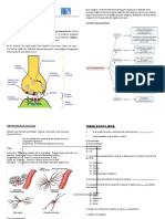 Fisiología de La Neurona