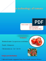 Production Technology of Tomato