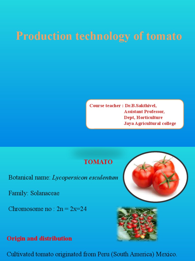 Tomato Production Technology Overview | PDF | Tomato | Sowing