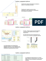 Membrana Composición Procariontes