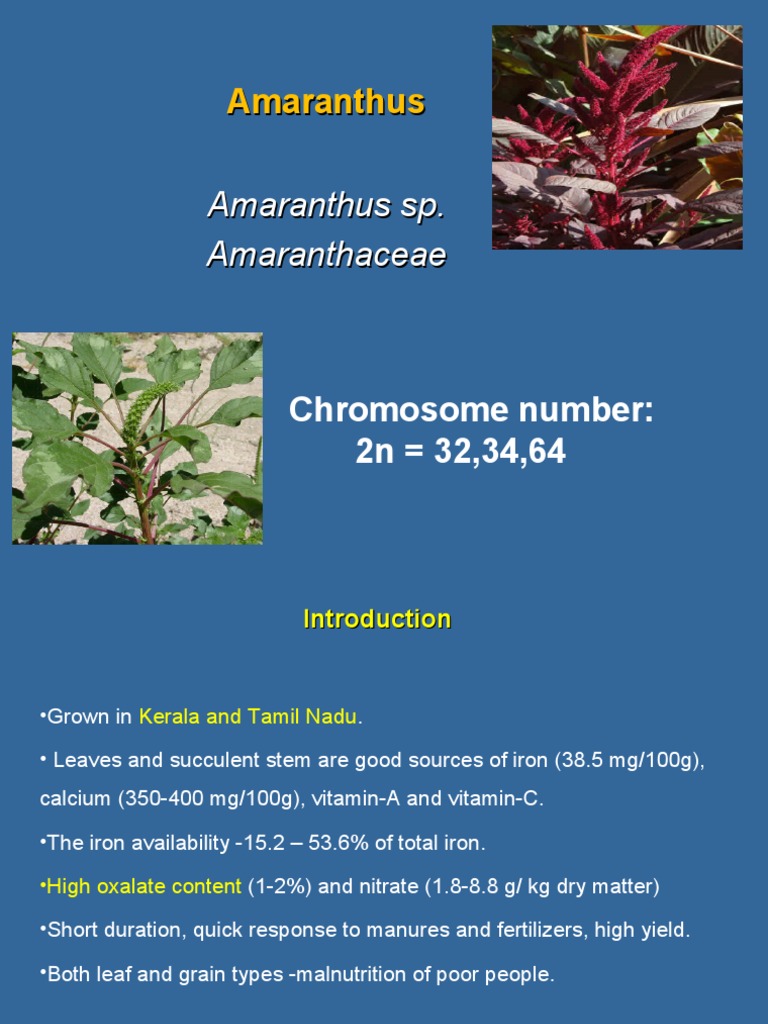 Amaranthus Theory Class PDF Branches Of Botany Horticulture