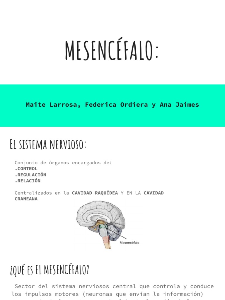 Presentación MESENCÉFALO | PDF | Ciencia y matemáticas