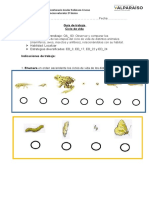 Guía de Ciencias Naturales - Ciclo de Vida