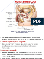 Male Reproductive Physiology 2021