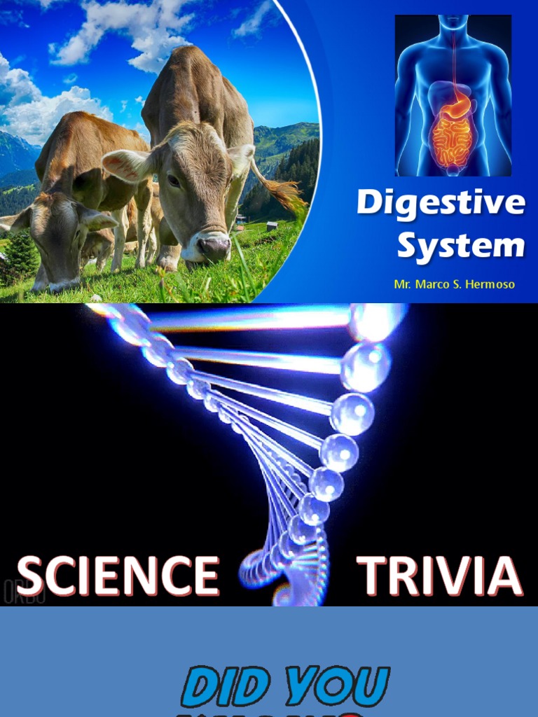 Digestive System | PDF | Digestion | Gastrointestinal Tract