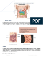 Anatomía Del Intestino Delgado y Grueso. Resumen