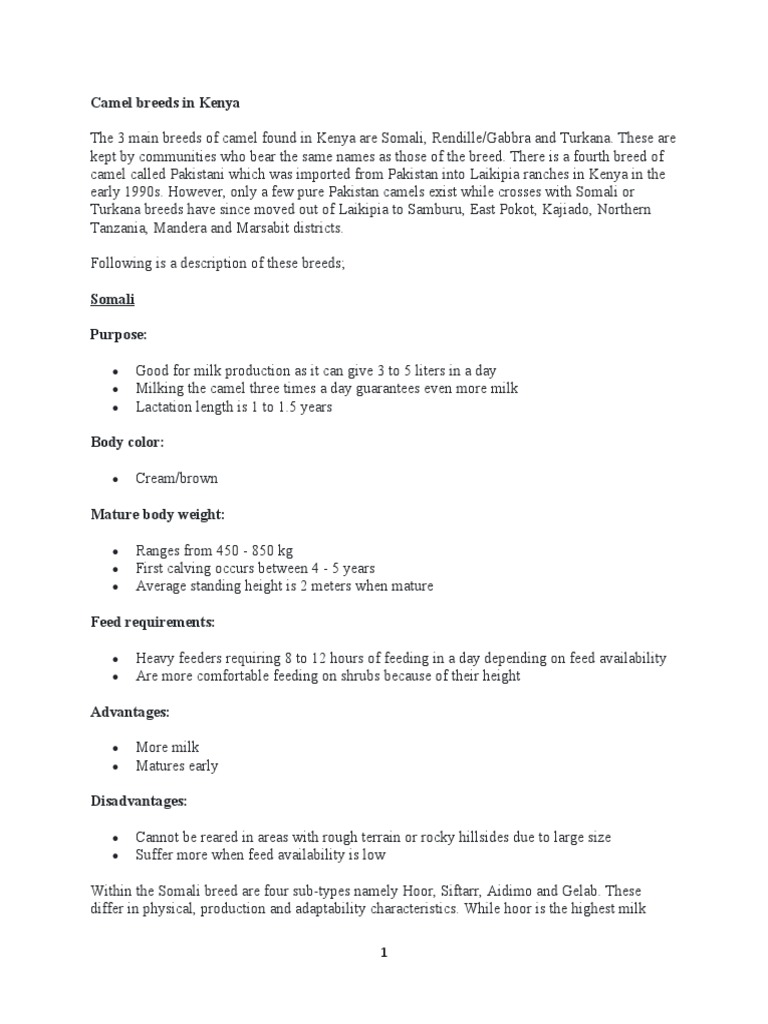 Camel Breeds in Kenya | PDF | Cattle | Bull