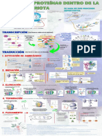 Infografia - Síntesis de Proteínas Eucariota