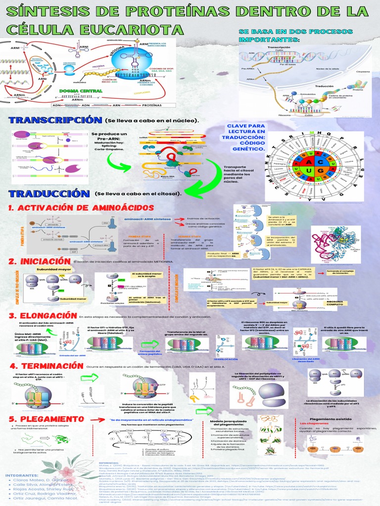 INFOGRAFIA - SÍNTESIS DE PROTEÍNAS EUCARIOTA | PDF | Traducción ...