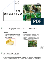 Platano Organico