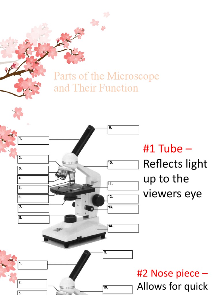 Microscope Parts and Function PDF Microscope Electron Microscope