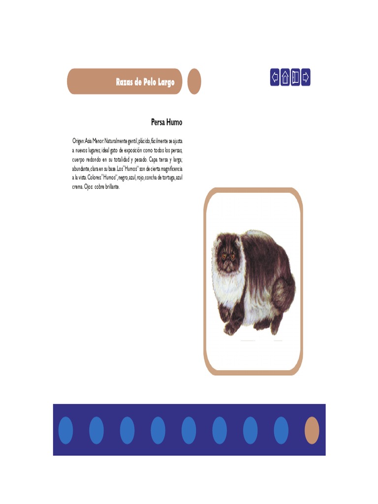 Razas de Gatos de Pelo Largo: Persa Humo | PDF | Poesía