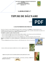 LP - 7 - Tipuri - de Daunare
