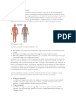 Qué Es El Sistema Vascular