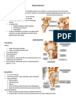 Tronco Encefálico