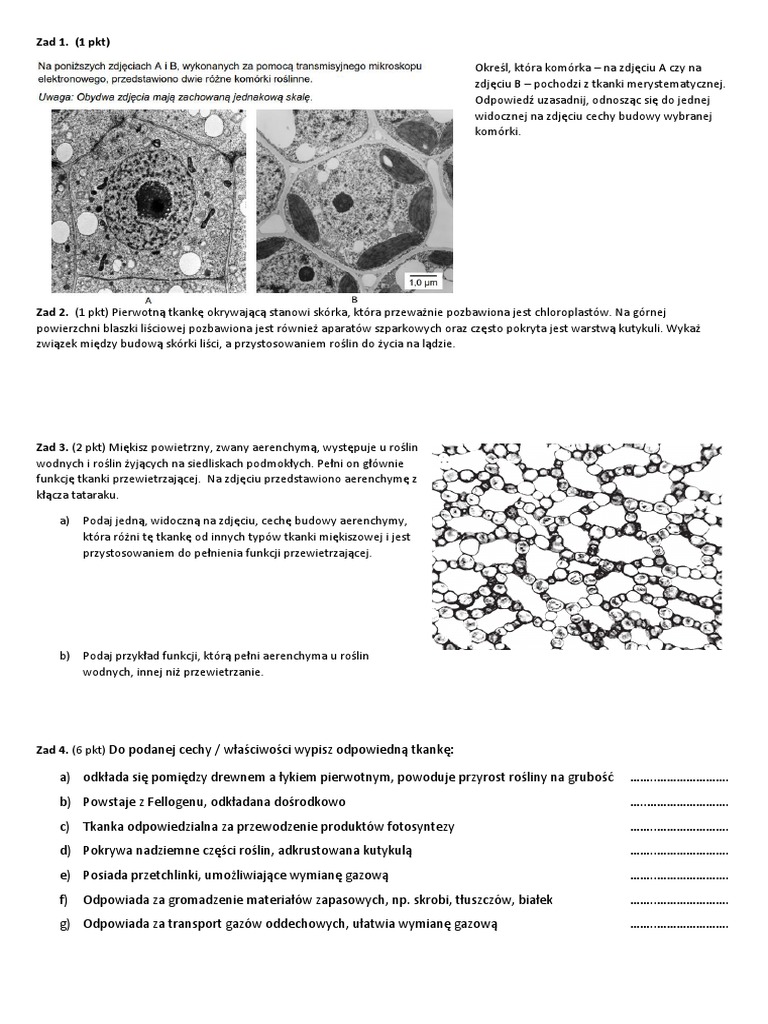 Karty Pracy Biologia Nowa Era 1 Liceum Tkanki Roslinne Kartkowka 2 | PDF