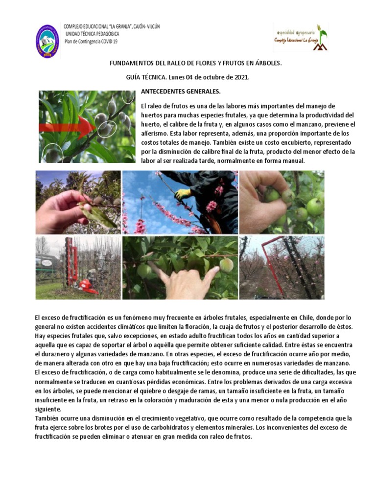 Fundamentos Del Raleo de Flores y Frutos en Árboles | PDF | Flores | Fruta