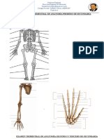 Examen Trimestral de Anatomía Primero de Secundaria