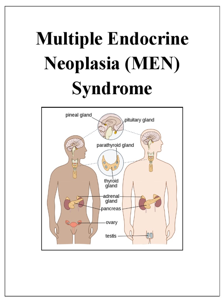 MEN Syndrome | PDF | Glands | Diseases And Disorders