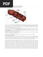 Download Latihan Mempertebal Penis by Dave Shavidiart SN65484682 doc pdf