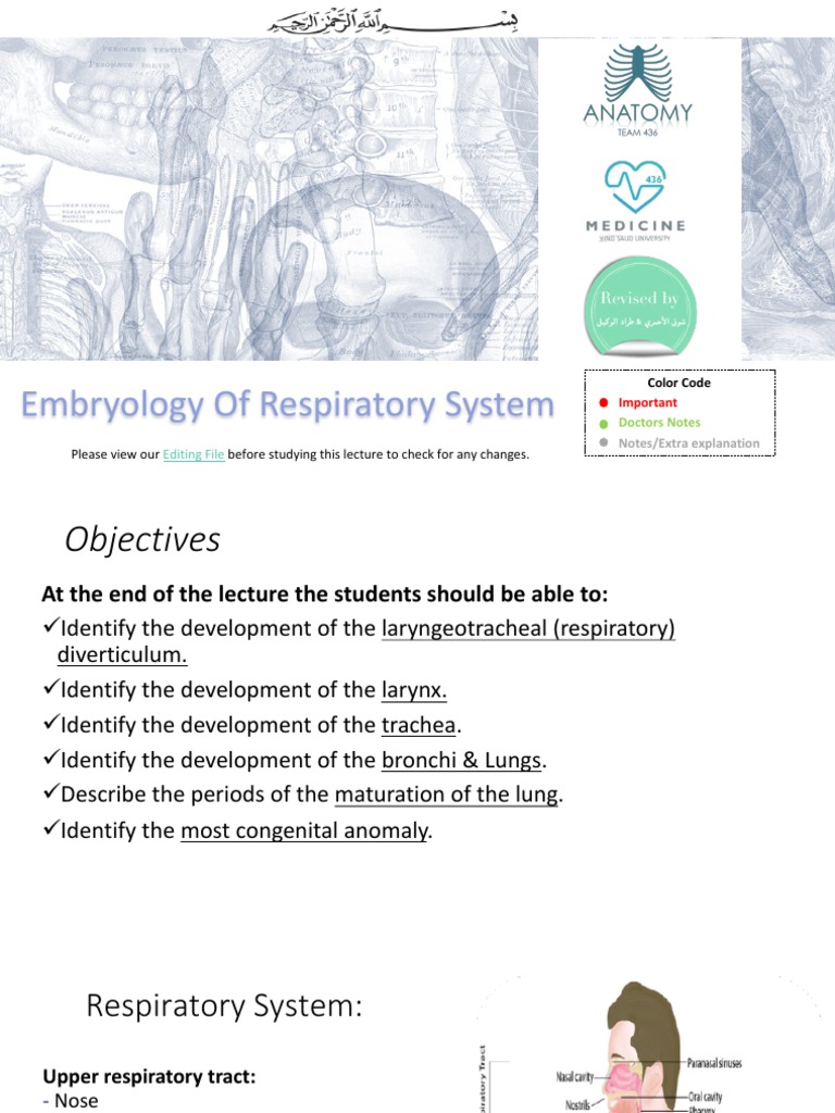 Embryology of the Respiratory System | PDF | Lung | Respiratory Tract