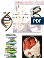 Ácidos nucleicos DNA e RNA