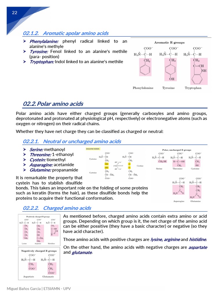 07 - Amino Acids | PDF | Amino Acid | Acid