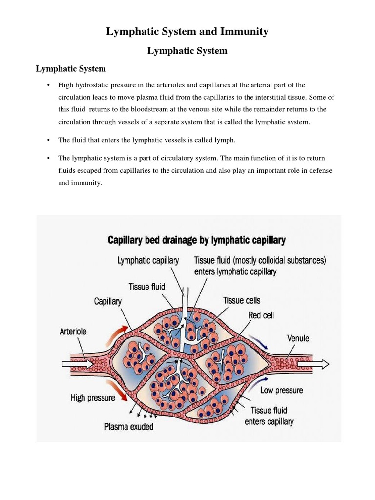 Lymphatic System And Immunity Pdf Lymph Node Lymphatic System