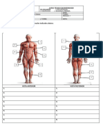 ANP 2 - Sistema Muscular