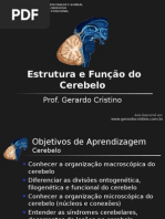 Aula estrutura e função do cerebelo